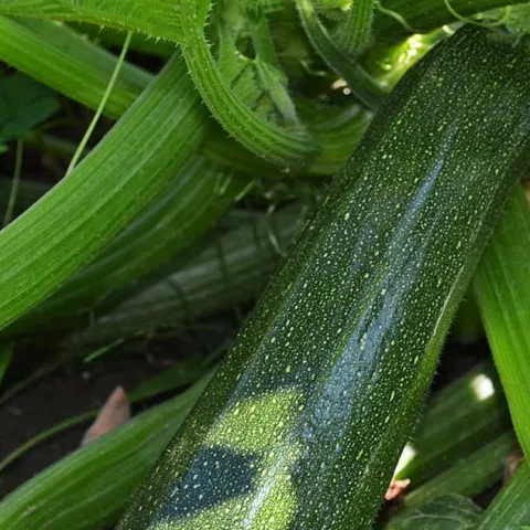 Hot Veggies for the Hot Season