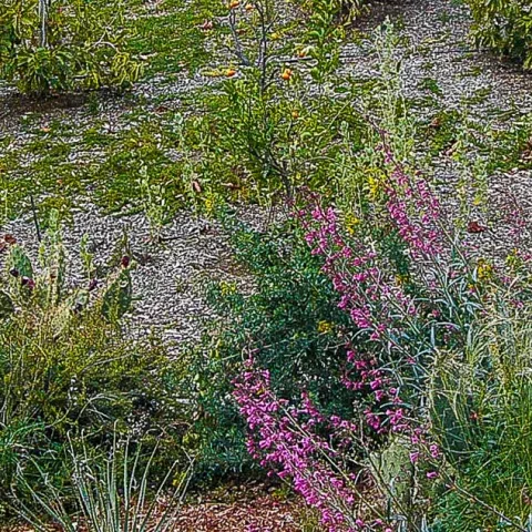 How To Make A Showcase Garden