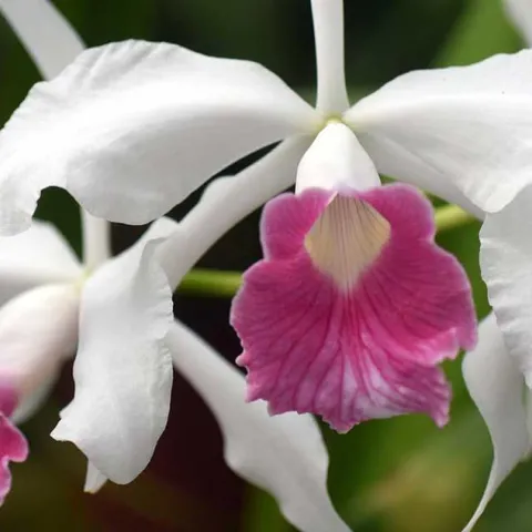 Orchids