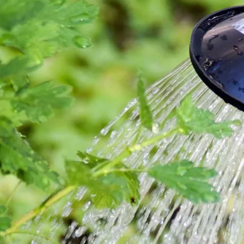 Gardens of the World - The Huntington