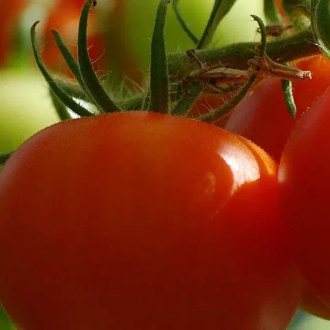 Tomatoes