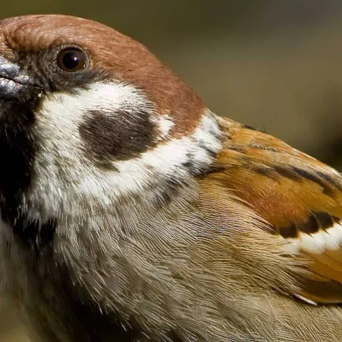 Monarch Nature Trail