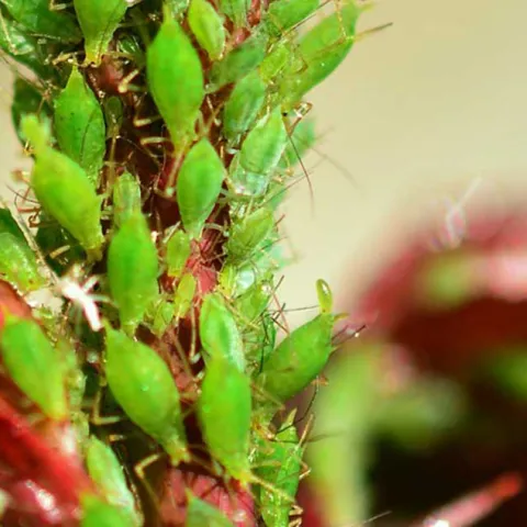 Managing Pests in Your Garden