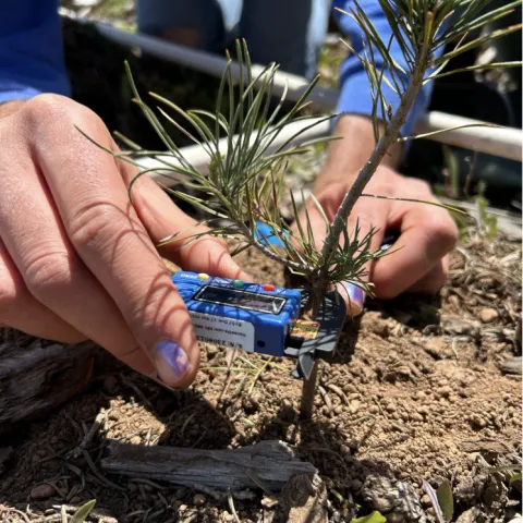 A small ponderosa pine is being measured.
