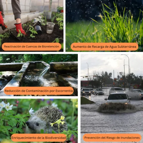 Los beneficios de los lardines de lluvia