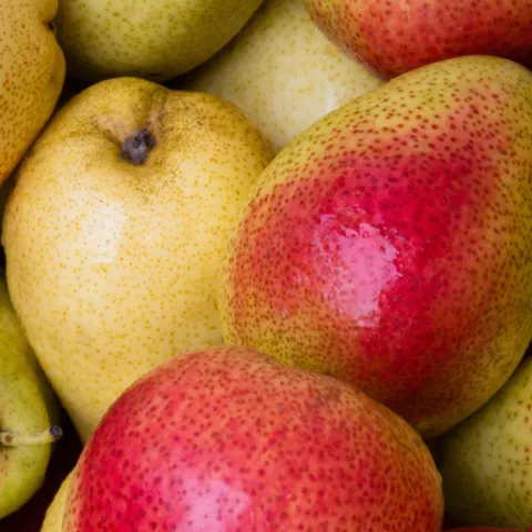 bin of pears