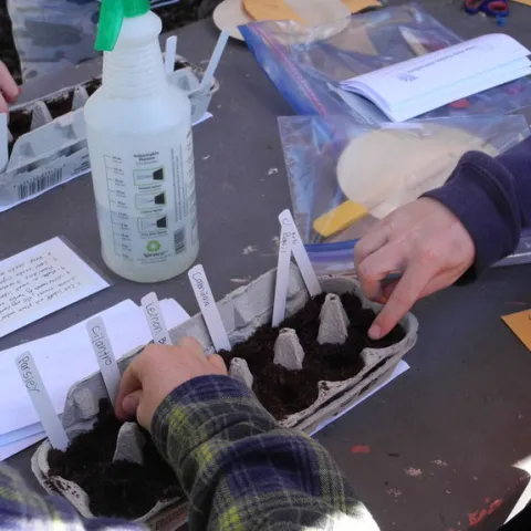 teaching children about seeding and germination