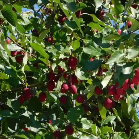 Apples on a tree
