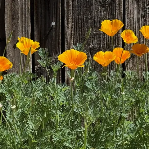 California poppies