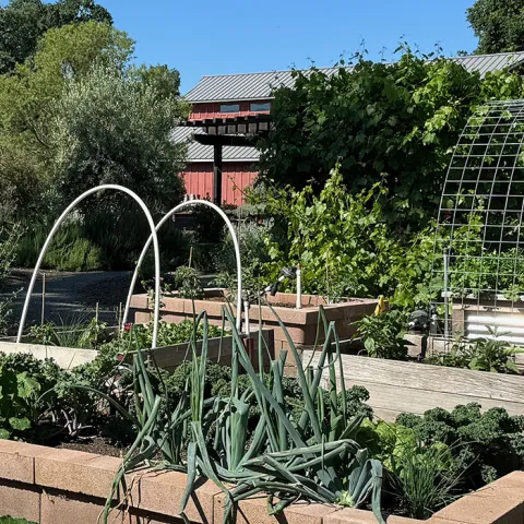 Edible plants in raised beds at the Demonstration Garden.
