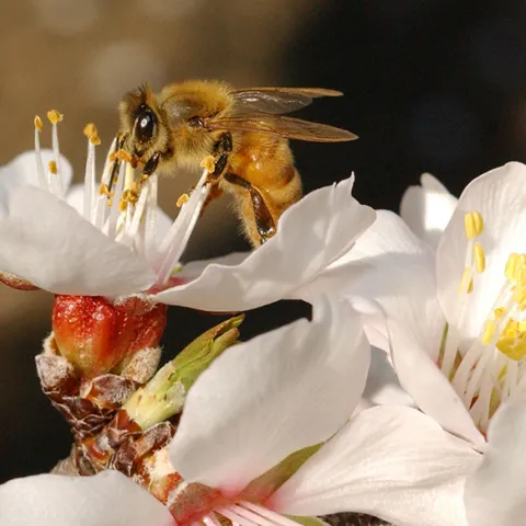 Honey bee on almond blossom (Photo by Kathy Keatley Garvey)