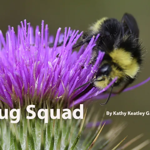 Bug Squad template. Bumble bee foraging on bull thistle. (Photo by Kathy Keatley Garvey)