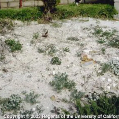 Calcareous/Carbonaceous Soil