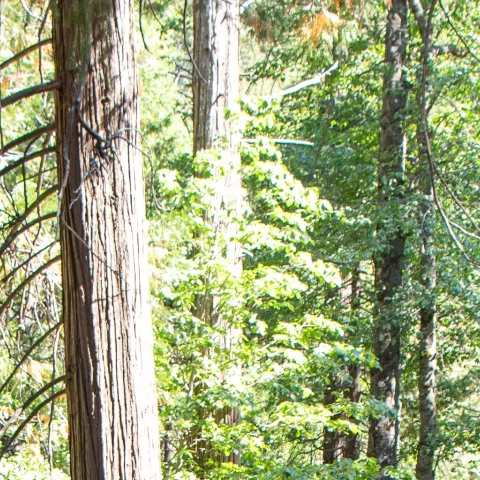 fun in nature at 4-H camp