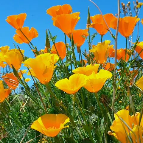 CA Poppies