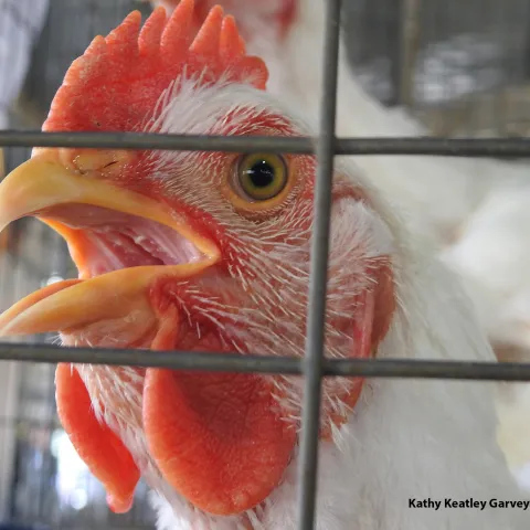 A chicken in a pen. (Photo by Kathy Keatley Garvey)