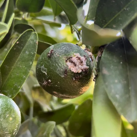 Citrus mealybug