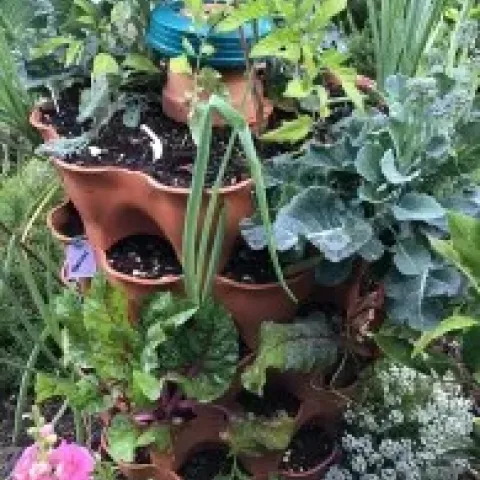 container with multiple plants growing from it