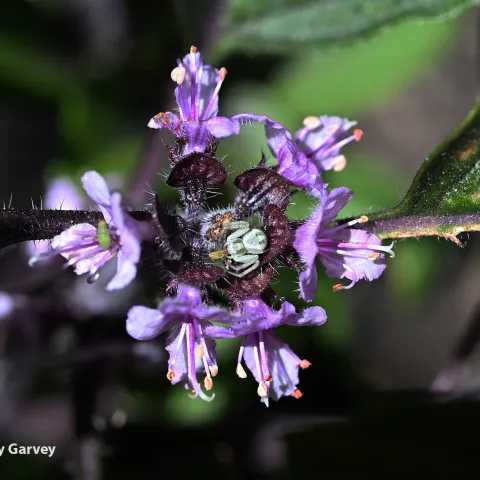 A tiny crab spider blending into its surroundings. It is on African blue basil. (Photo by Kathy Keatley Garvey)