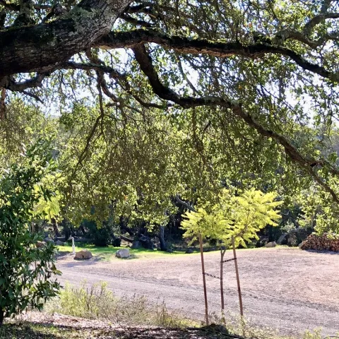 Expert advice for gardening in a drought