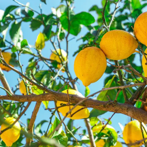 Lemon Tree