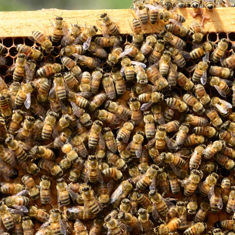 A frame of bees. (Photo by Kathy Keatley Garvey)