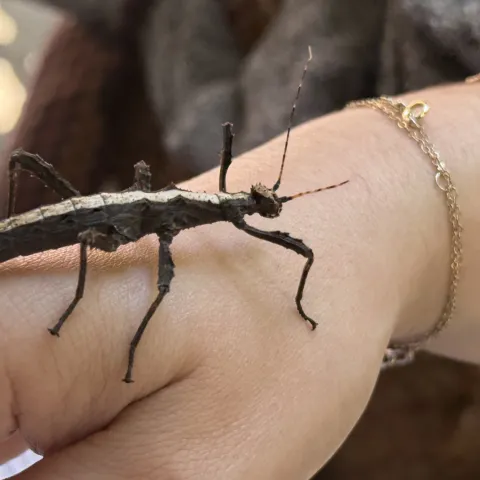 Stick insect from Bohart Museum of Entomology crawling on arm. (Photo by Kathy Keatley Garvey)