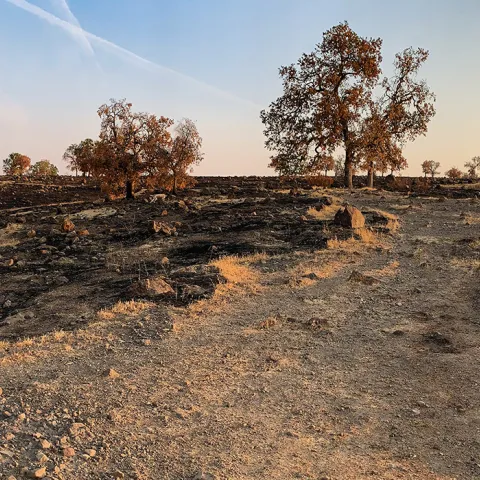 fire damaged landscape