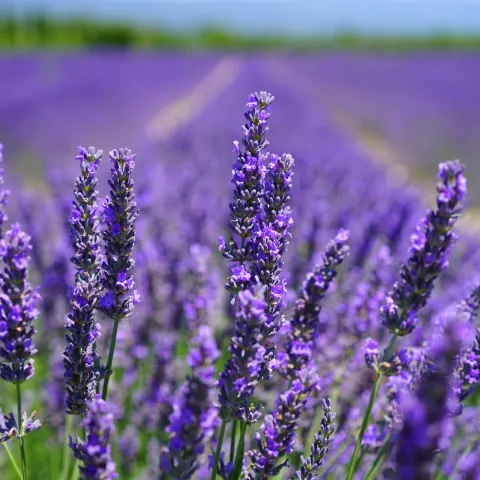 lavender blooms