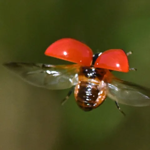 Lady beetle in flight. (Photo by Kathy Keatley Garvey)
