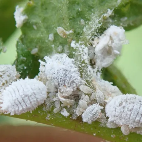 mealybugs