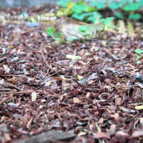 Mulch