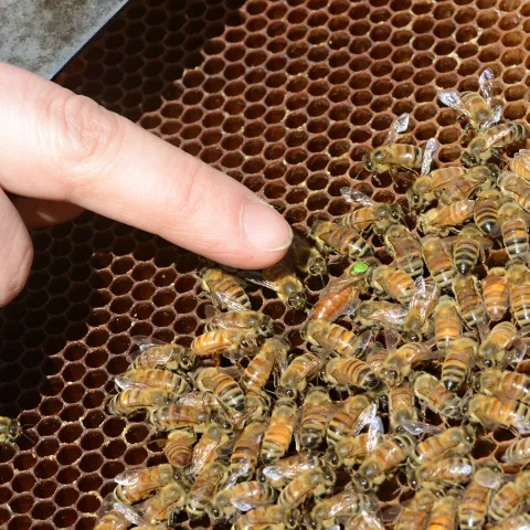 A beekeeper points to the queen bee. (Photo by Kathy Keatley Garvey)