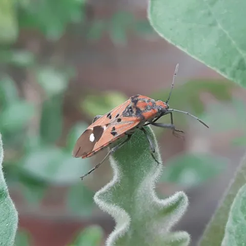 beetle on leaf