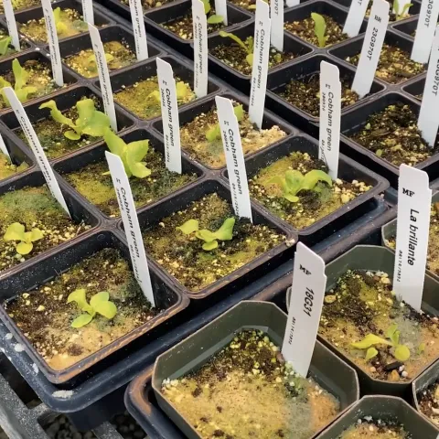 Lettuce seedlings in a tray with white plastic identification tags for each seedling