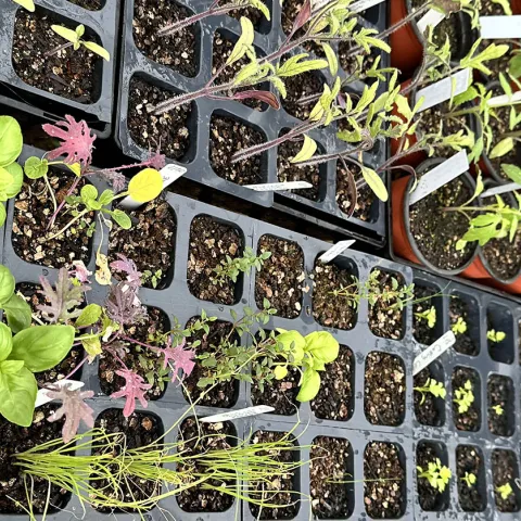 seedlings germinated in the greenhouse at Indian Valley Organic Farm & Garden