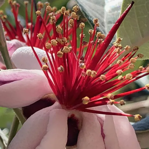 pineapple guave flowers