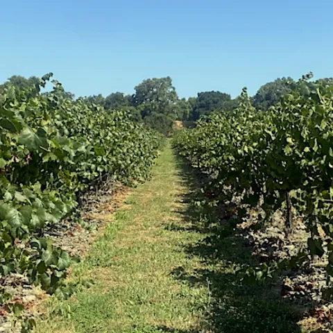 wine grape vines