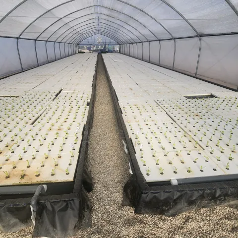 indoor hydroponics 