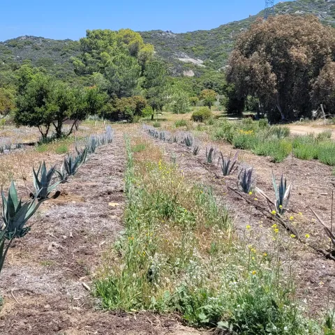 The Agave Farm