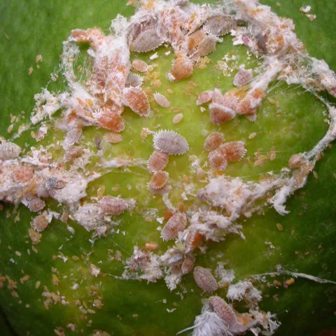 Small pink and white waxy insects feeding on young citrus fruit.