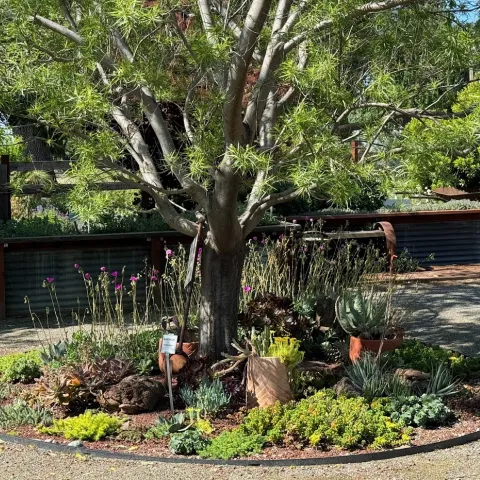 Desert willow provides some shade to the succulents beneath it in the Master Gardener Demonstration Garden in May. Laura Kling