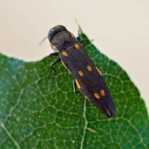 Beetle on a green leaf