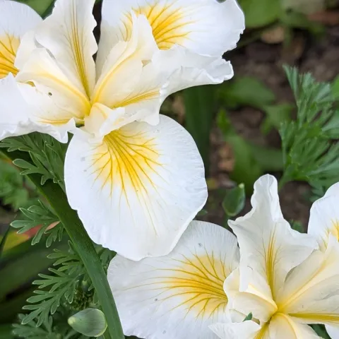 UC-Master-Gardeners-Sonoma-County-in-print