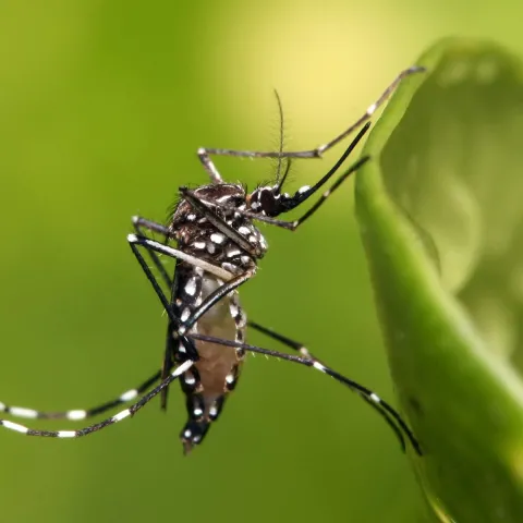 aedes-aegypti mosquito close- up