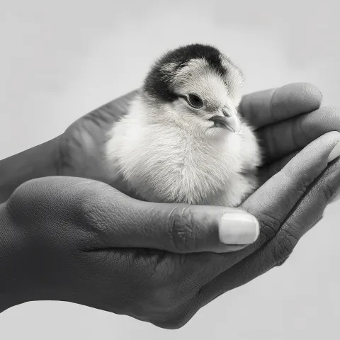 hand holding chick, baby poultry.