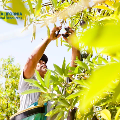 Harvesting avocados