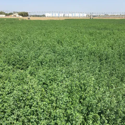 Alfalfa field