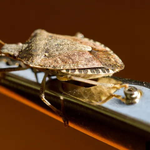A close-up photo of a brown marmorated stink bug