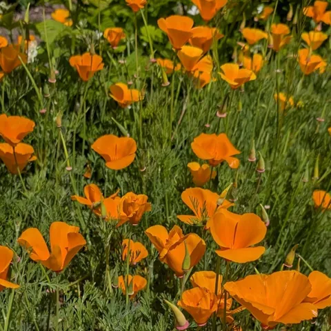 About the UC Master Gardeners of Sonoma County